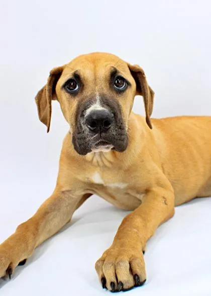 A baby large-sized female Boxer dog named Quincey for adoption in Morton Grove, IL