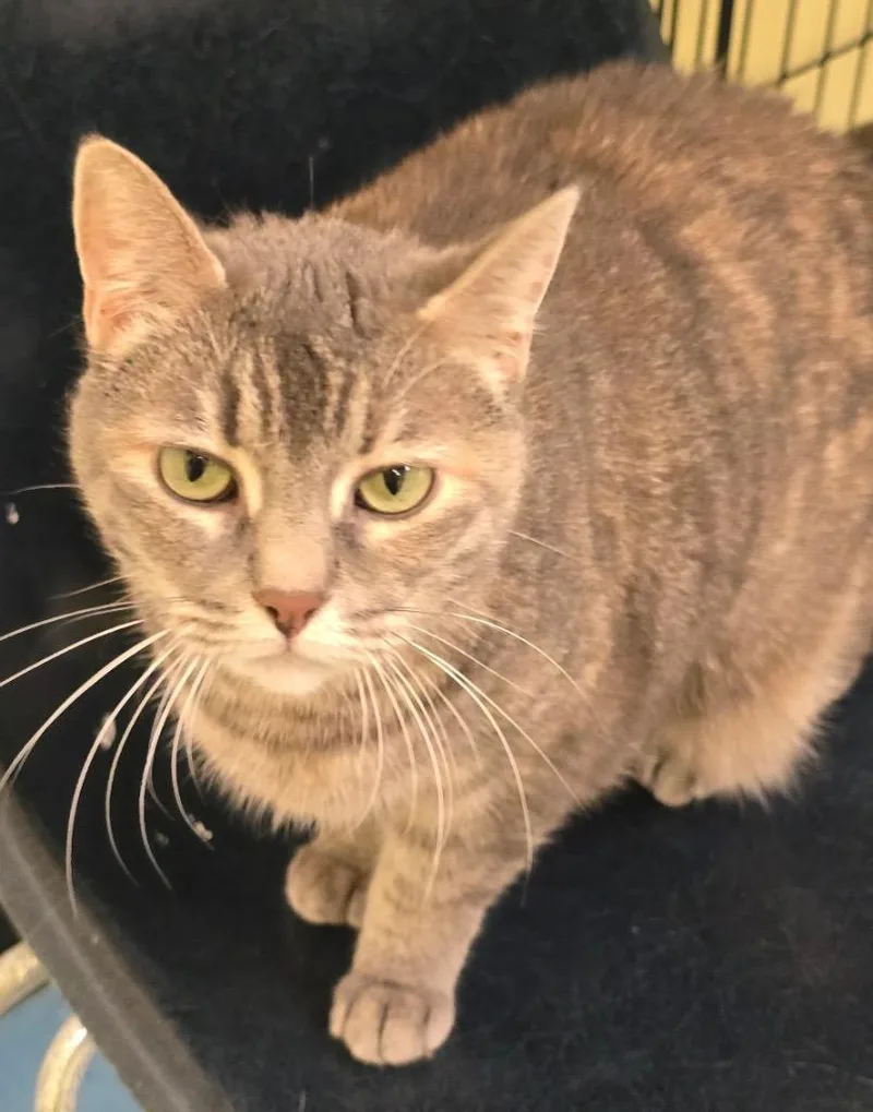 An adult medium-sized female Domestic Short Hair cat named Grey Paws for adoption in Muskegon, MI