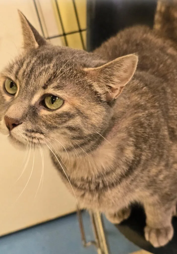 Grey Paws thumbnail 4