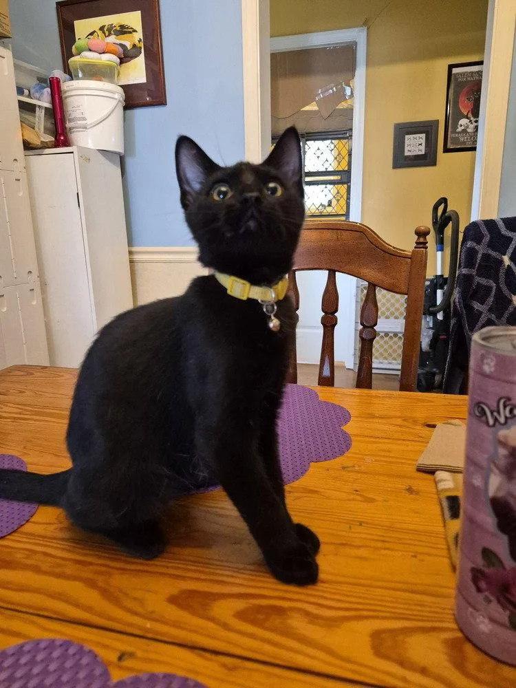 Mushroom thumbnail 3