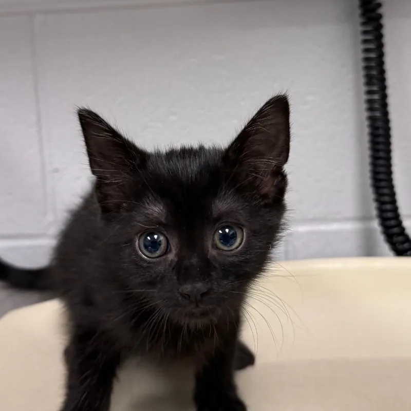 A baby small-sized male Domestic Short Hair cat named Black widow for adoption in Greenville, SC