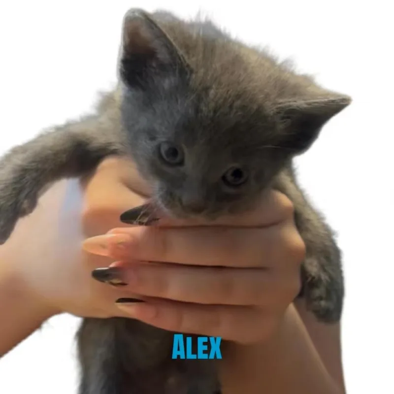 A baby small-sized male Gray / Blue / Silver Domestic Short Hair cat named Alex for adoption in Carmel, IN