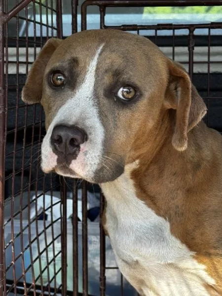 A young medium-sized female Pit Bull Terrier dog named Trinity for adoption in Salisbury, MD