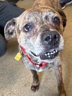 A senior medium-sized female Yellow / Tan / Blond / Fawn Boxer dog named Trot for adoption in Cleveland, OH