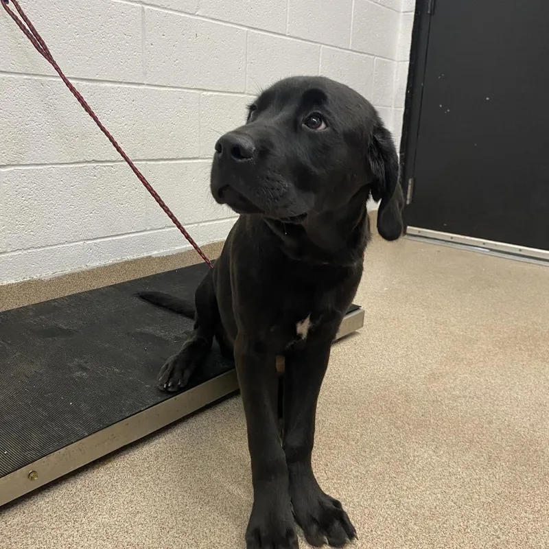 A baby large-sized male Black Cane Corso dog named Rocky for adoption in Ardmore, OK