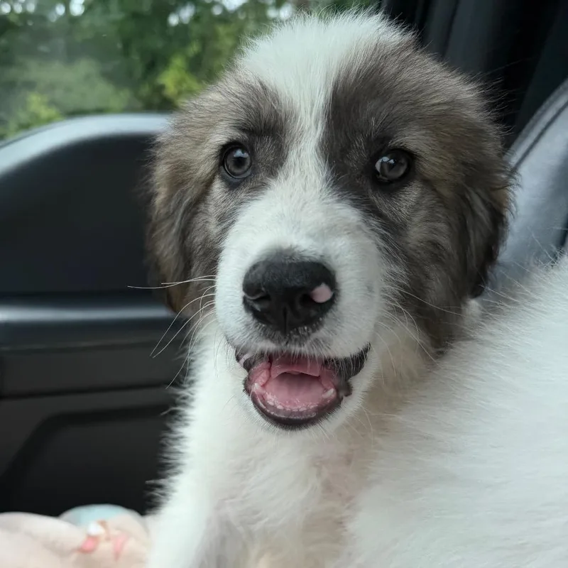 A baby large-sized male White / Cream Great Pyrenees dog named Maverick for adoption in Pittsburg, KS