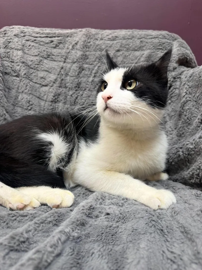 A young medium-sized male Black & White / Tuxedo Domestic Short Hair cat named Kolter for adoption in Alexandria, MN