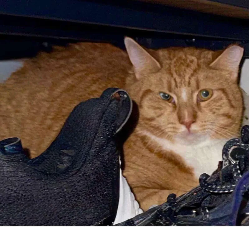 An adult medium-sized male Orange & White Tabby cat named Mango for adoption in Bayonne, NJ