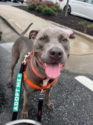 An adult medium-sized female Labrador Retriever dog named Chappell for adoption in Atlanta, GA
