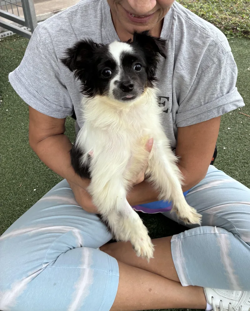 A young small-sized male Black Mixed Breed dog named Bo for adoption in Ruskin, FL