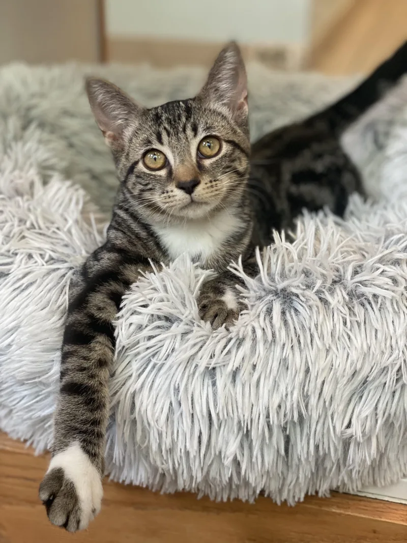 Ajax