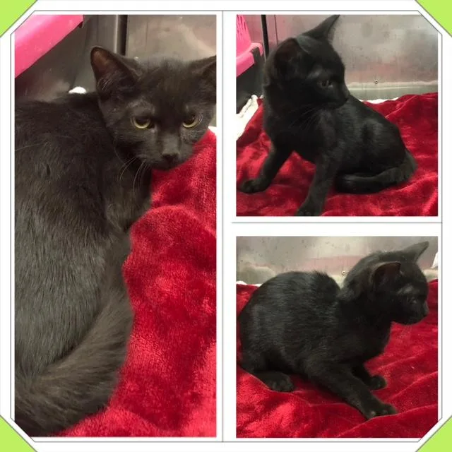 A baby small-sized male Black Domestic Short Hair cat named Ash for adoption in Buckhannon, WV