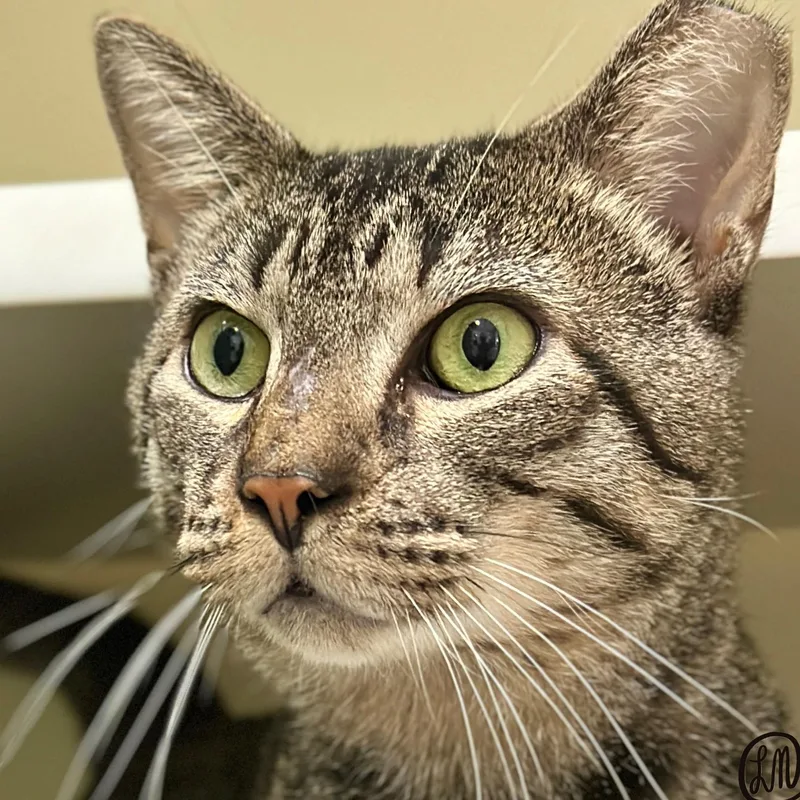 An adult medium-sized male Tabby (Brown / Chocolate) Domestic Short Hair cat named Hazelnut for adoption in Victor, NY