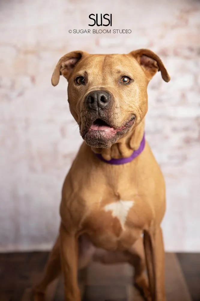 An adult large-sized female Brown / Chocolate Pit Bull Terrier dog named Susi for adoption in Littleton, CO
