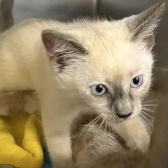 A baby small-sized female Cream / Ivory Siamese cat named Spur for adoption in New York, NY