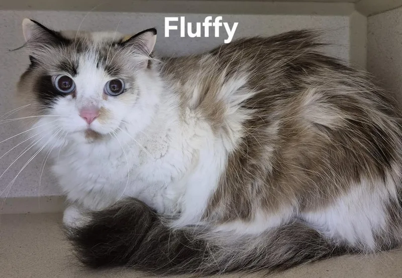 An adult medium-sized female Domestic Medium Hair cat named Fluffy for adoption in Kendallville, IN