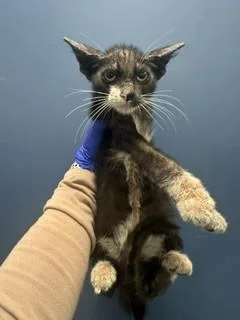 A baby small-sized male Domestic Long Hair cat named Cloud for adoption in Miami, FL