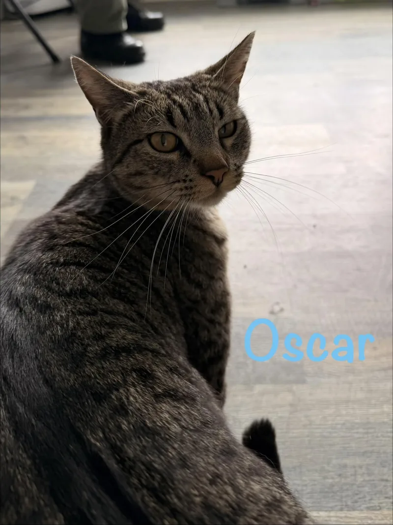 An adult medium-sized male Tabby cat named Oscar for adoption in Crescent City, CA