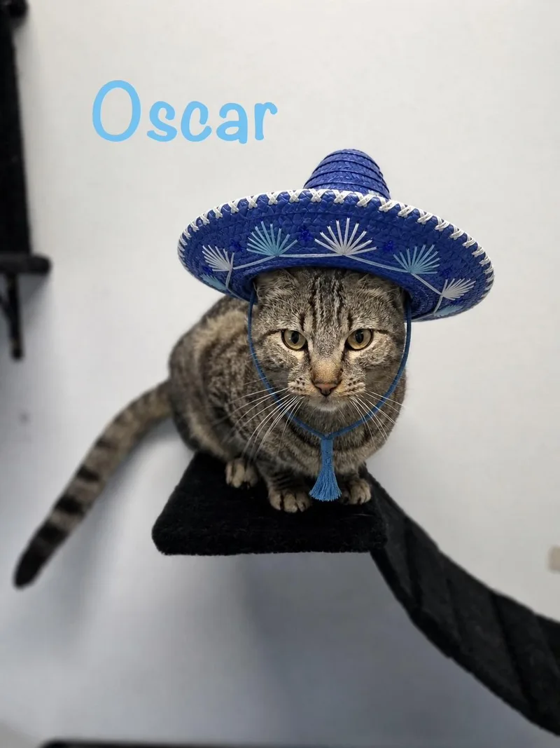 Oscar thumbnail 2
