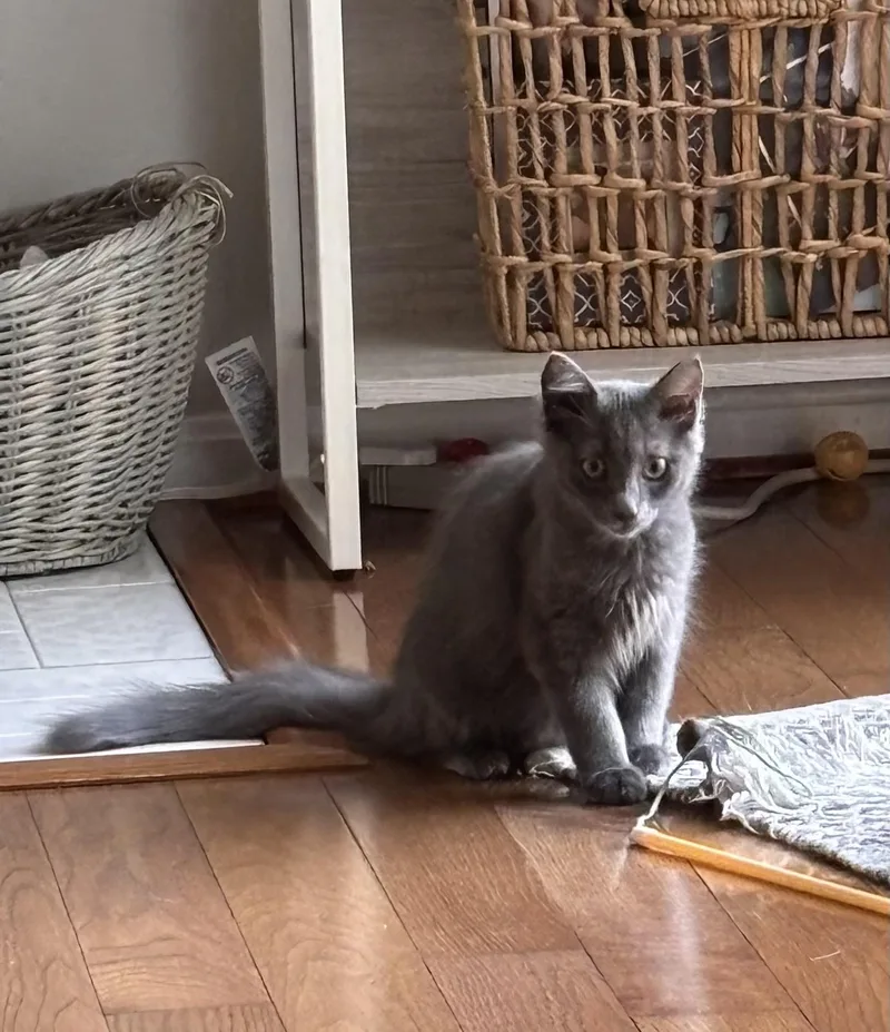 A baby medium-sized female Domestic Medium Hair cat named Gray for adoption in Frederick, MD