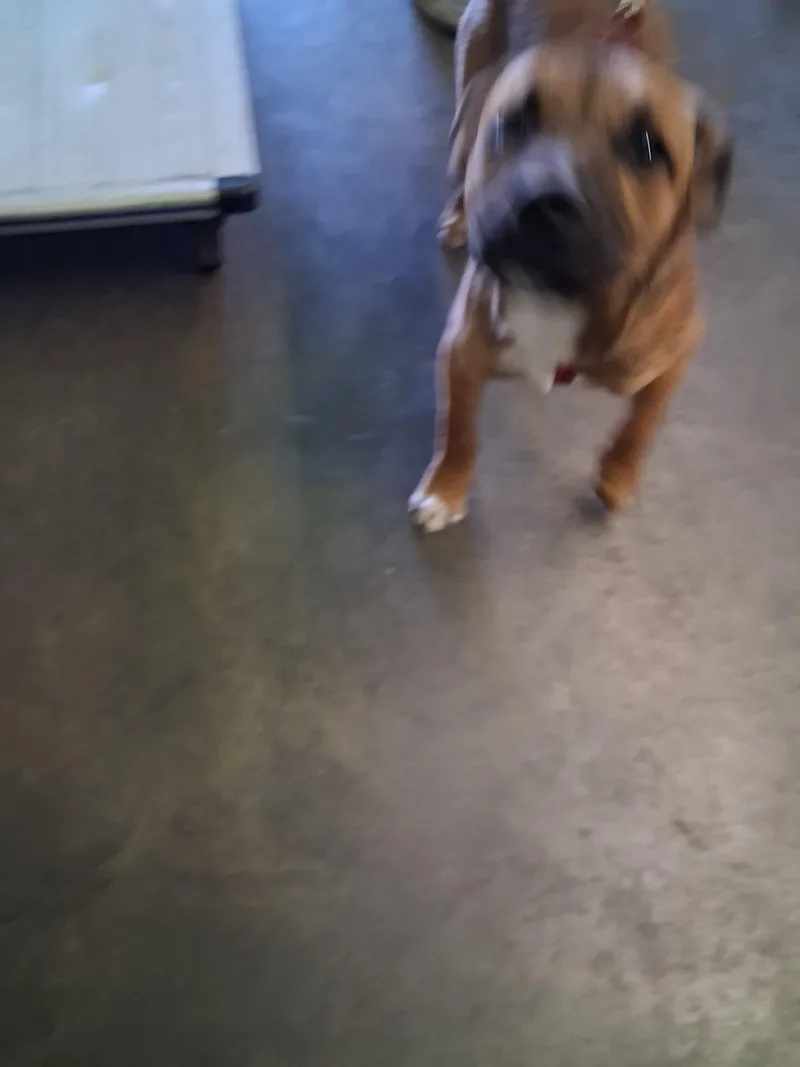A baby medium-sized female German Shepherd Dog dog named Sweet Carolina for adoption in Los Angeles, CA