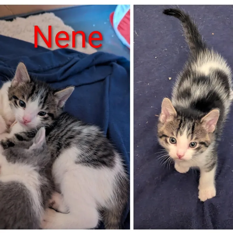 A baby medium-sized male Black American Shorthair cat named Nene for adoption in Pinedale, WY