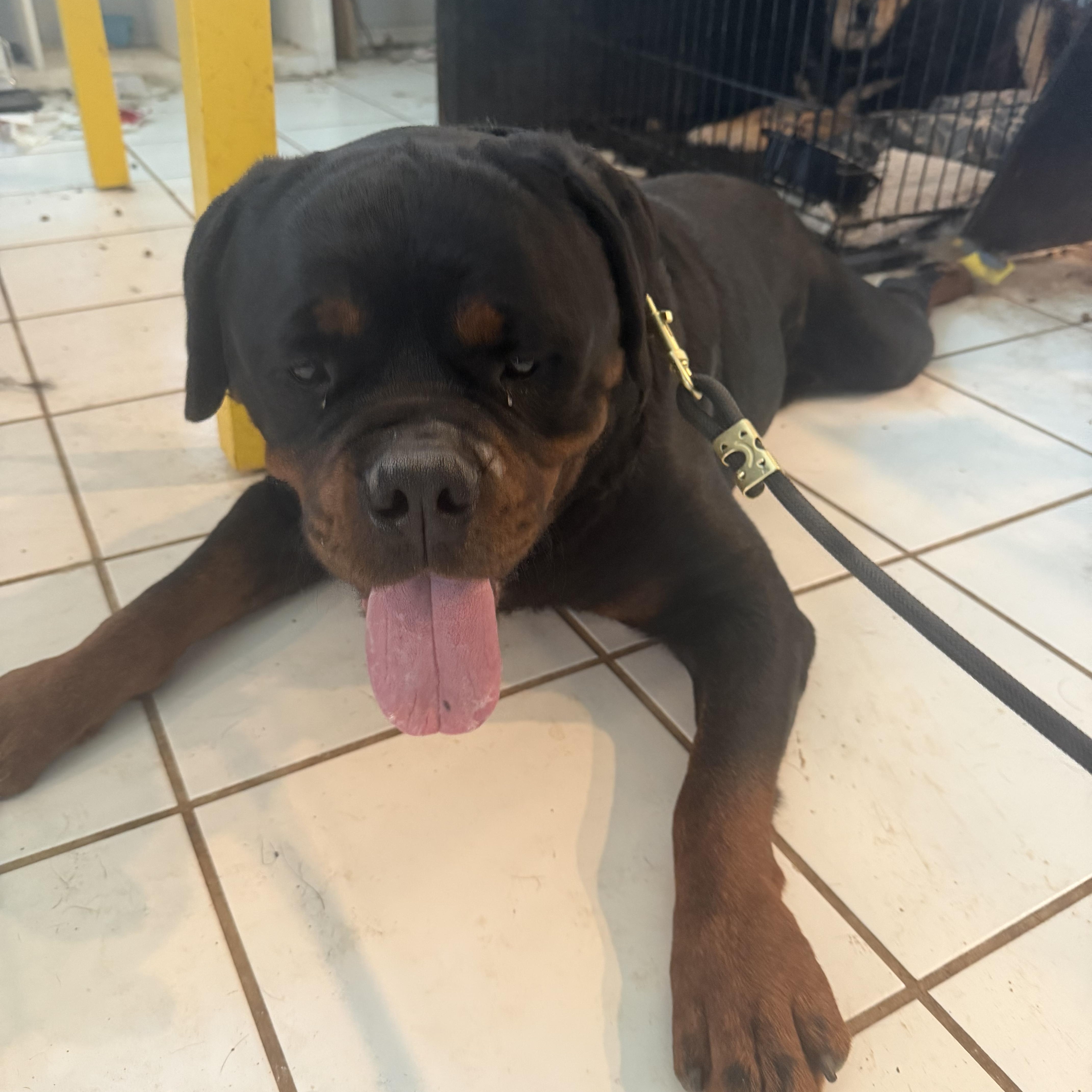 A young extra large-sized male Rottweiler dog named Asher for adoption in Ramona, CA