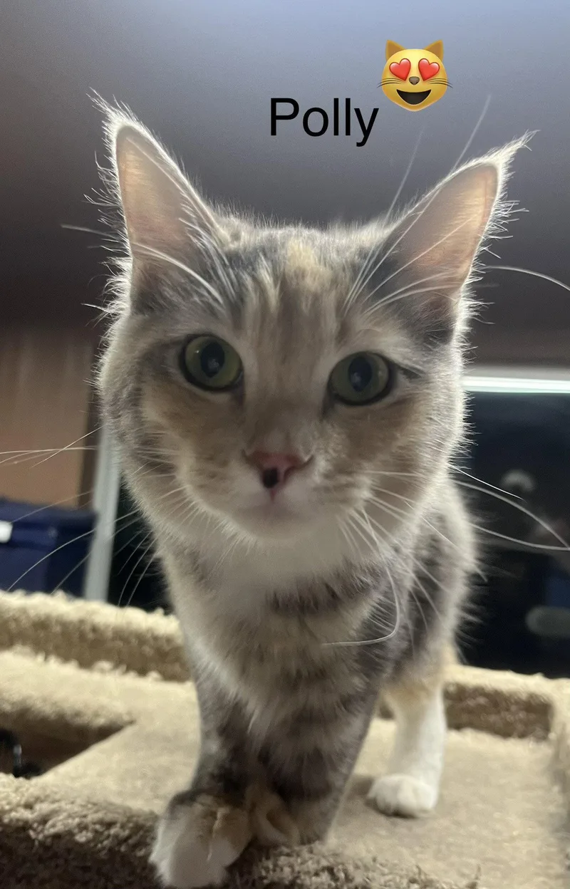 A young medium-sized female Domestic Medium Hair cat named Polly Anna for adoption in Phoenix, AZ