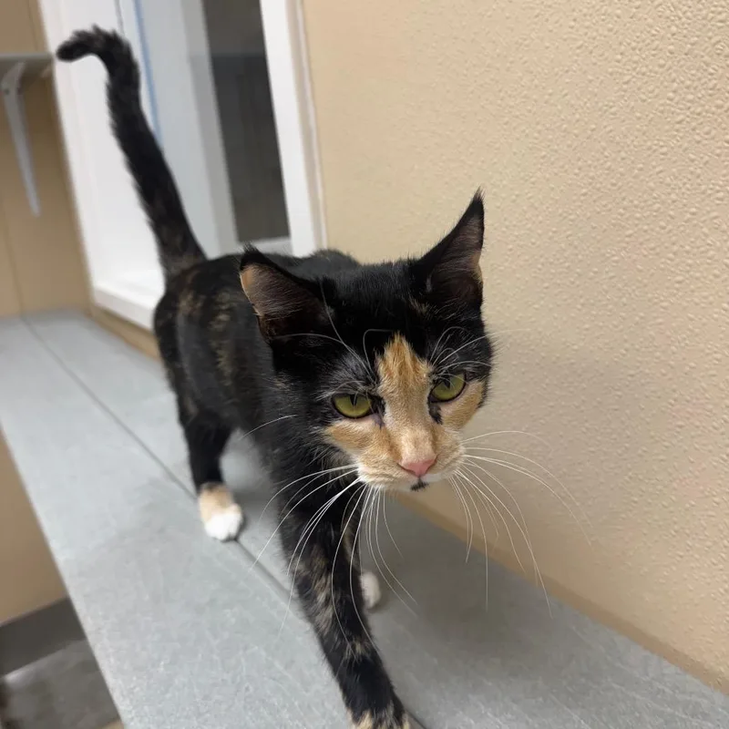 A young medium-sized female Tortoiseshell Domestic Short Hair cat named Autumn for adoption in Mebane, NC