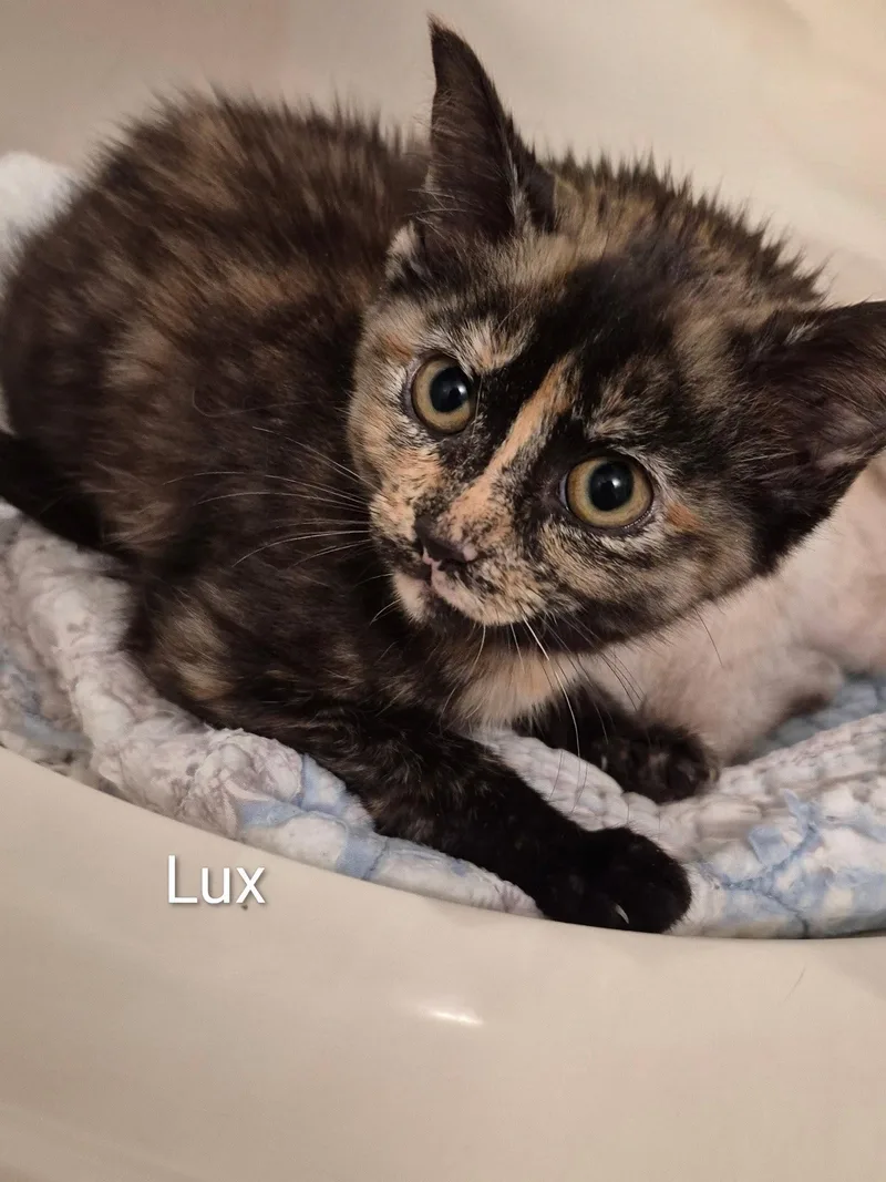 Lux C Ellison