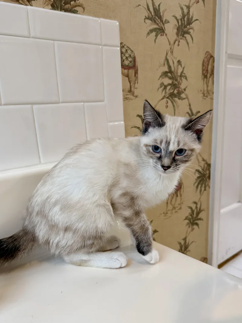 A baby small-sized female Siamese cat named Cleo for adoption in Winder, GA