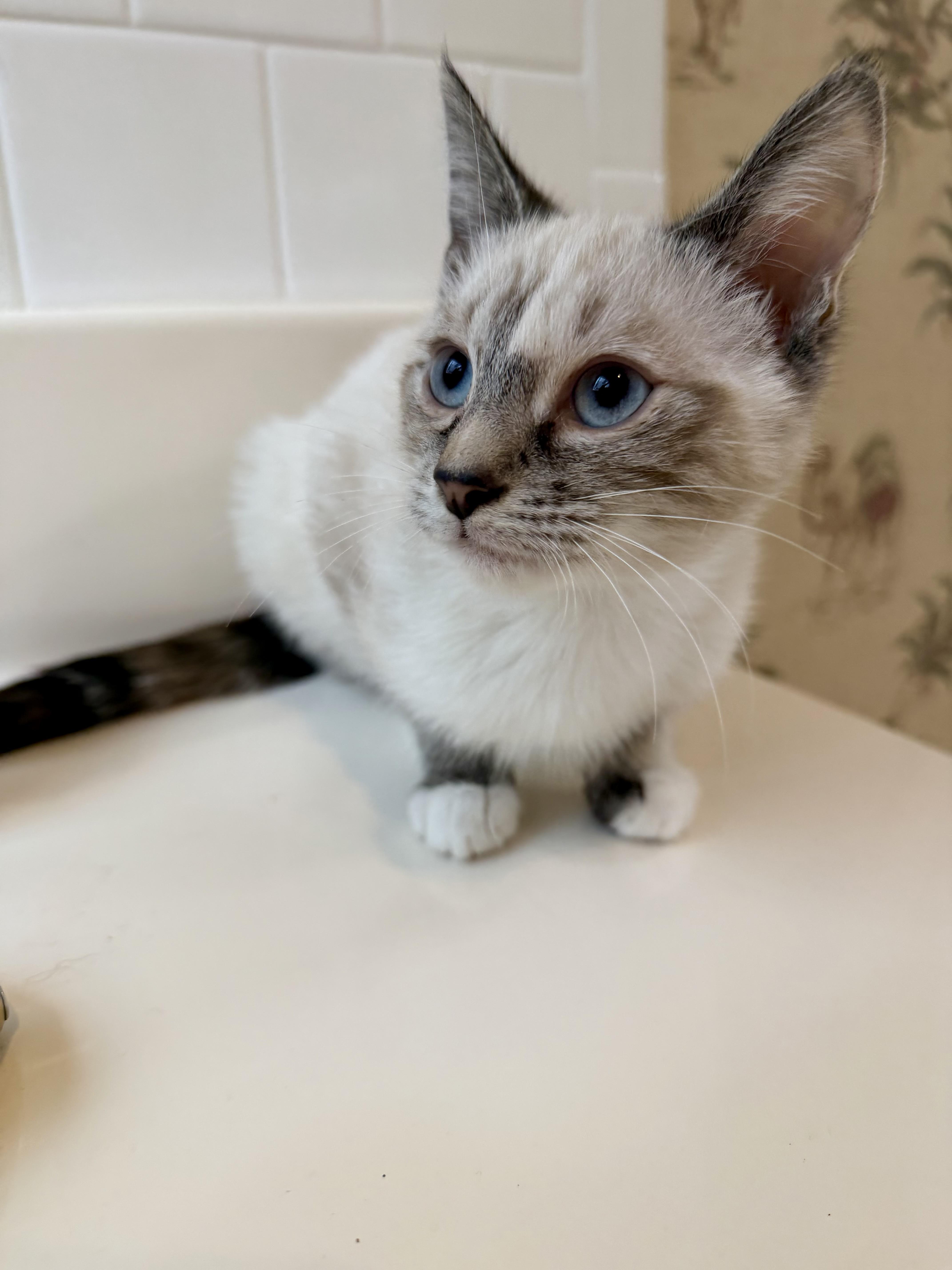 Cleo thumbnail 2