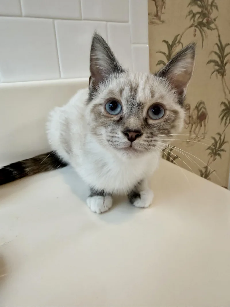 Cleo thumbnail 3