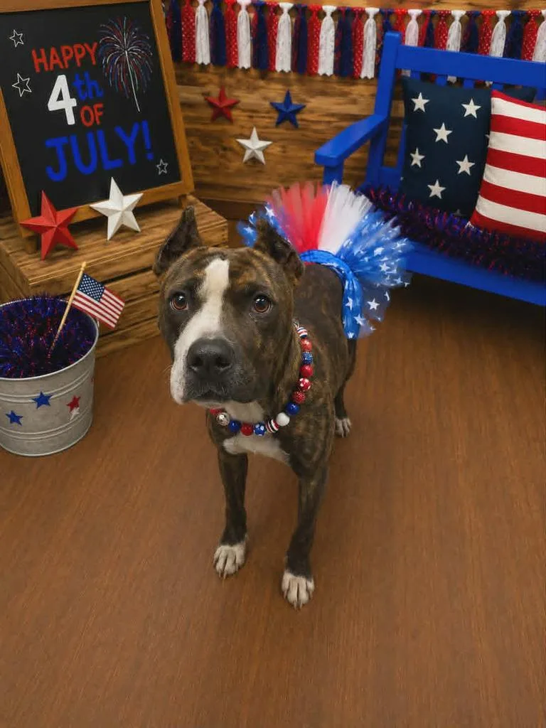 A young medium-sized female Pit Bull Terrier dog named Nutella for adoption in Livingston, LA