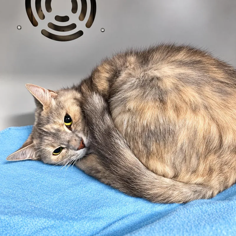 An adult medium-sized female Domestic Short Hair cat named Skid for adoption in Moundsville, WV