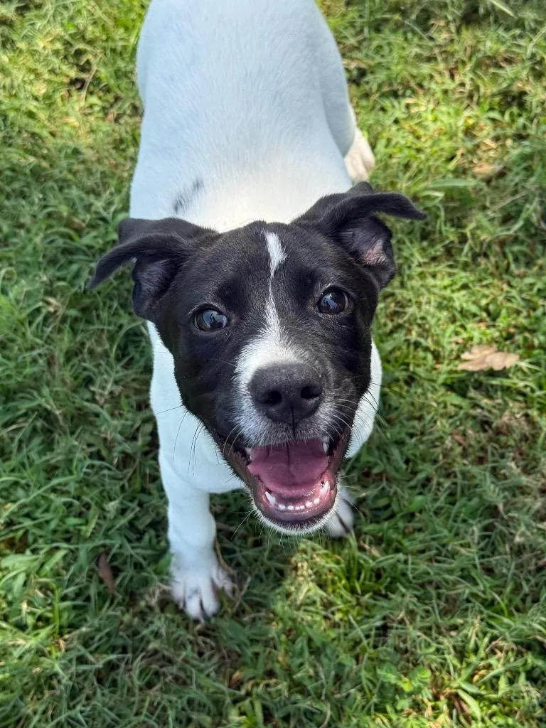 A baby large-sized female Mixed Breed dog named Skittles for adoption in Metter, GA