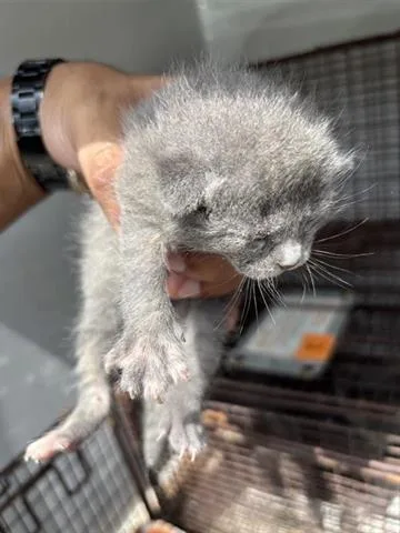 A baby small-sized female Domestic Short Hair cat named Minnesota for adoption in Houston, TX