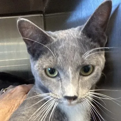 An adult medium-sized male Gray & White Domestic Short Hair cat named Pea for adoption in Lansing, MI