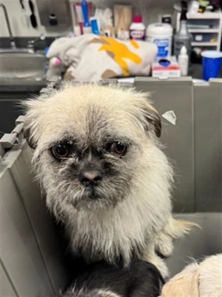A young small-sized female Brussels Griffon dog named Cabrona for adoption in Ontario, CA