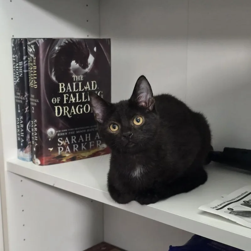 A baby small-sized male Black Domestic Short Hair cat named Petey for adoption in Jarrettsville, MD