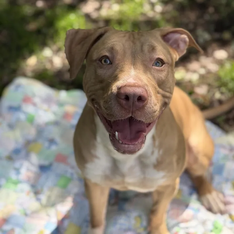 A young medium-sized female Yellow / Tan / Blond / Fawn Pit Bull Terrier dog named Kira for adoption in Newark, NJ