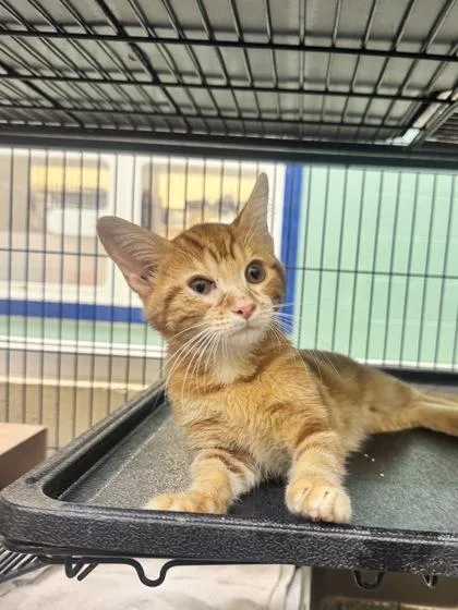 A young medium-sized male Domestic Short Hair cat named Dunkaroo for adoption in Vero Beach, FL