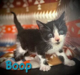 A baby medium-sized male Black & White / Tuxedo Domestic Short Hair cat named Boop for adoption in Pleasanton, TX