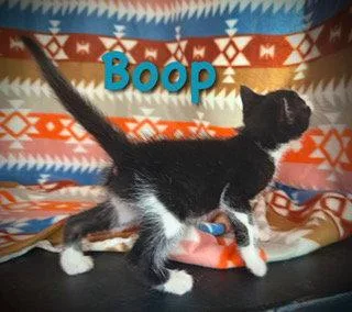 Boop thumbnail 2