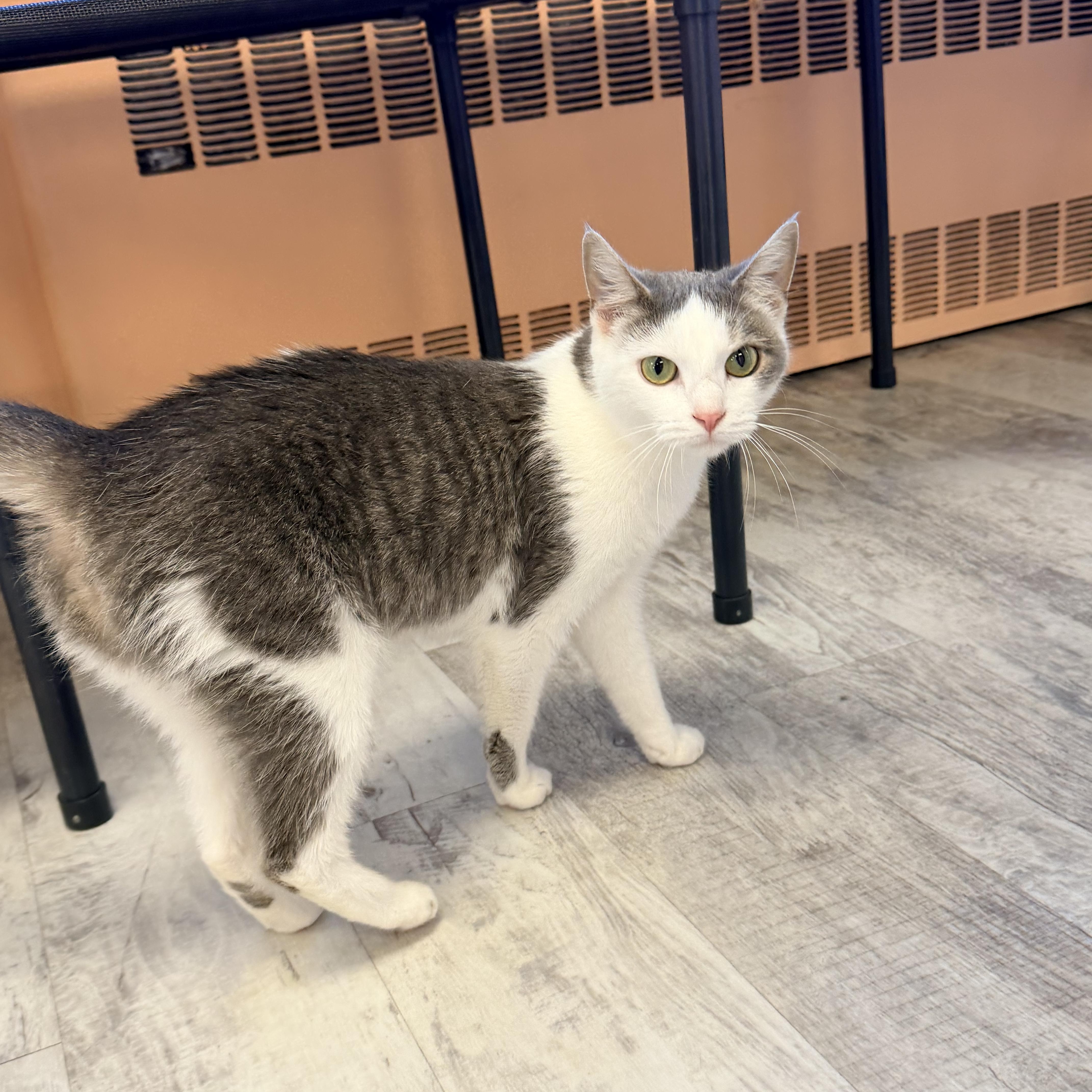 An adult medium-sized female Domestic Short Hair cat named Louise for adoption in Altoona, PA