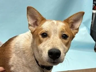 A young small-sized male Cattle Dog dog named Loki for adoption in Golden Valley, MN