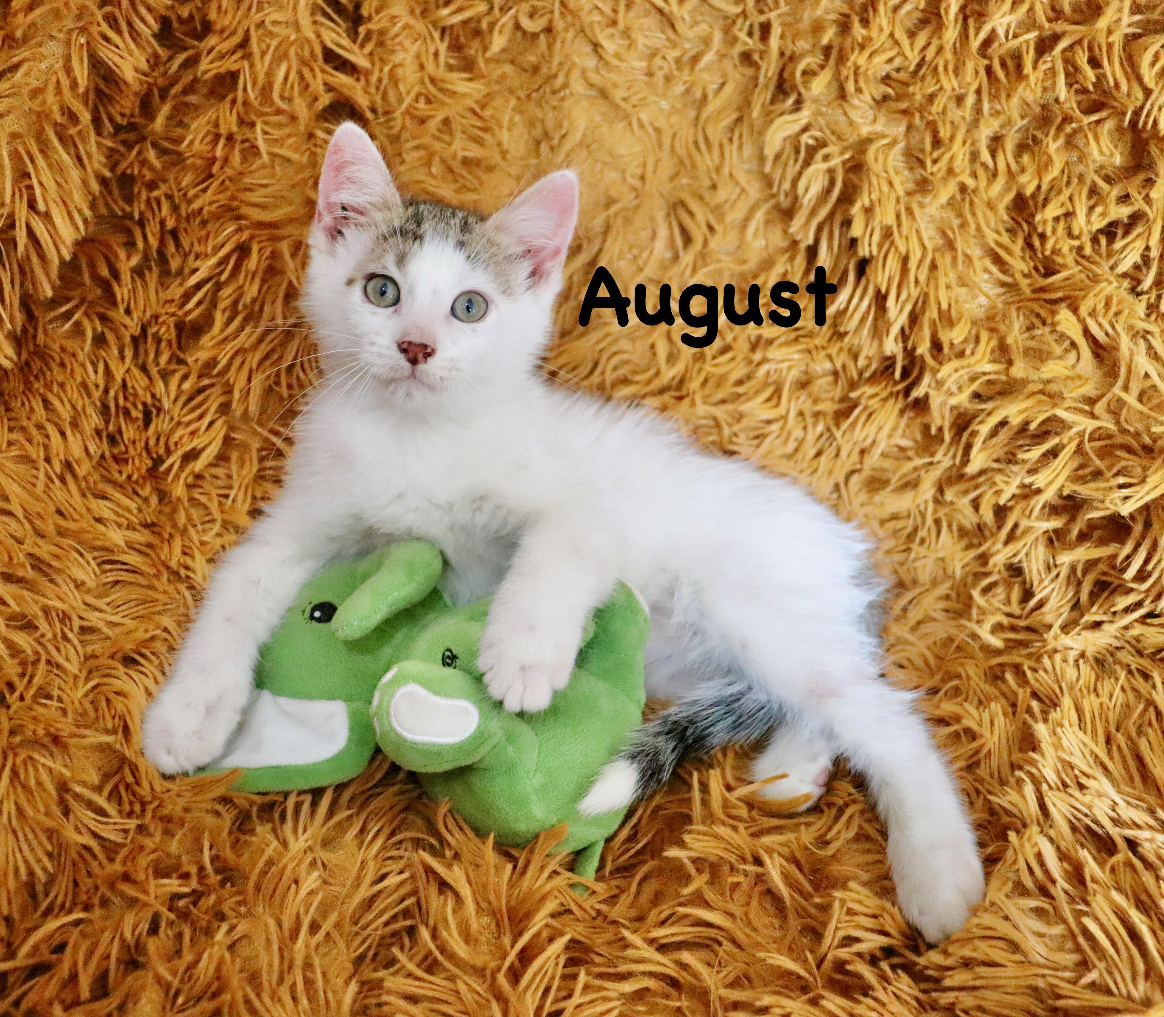 A baby medium-sized male White Turkish Angora cat named August for adoption in Saint Augustine, FL