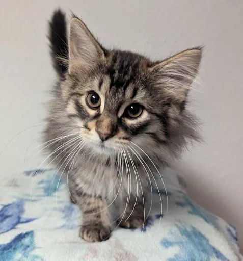 A baby medium-sized female Tabby (Brown / Chocolate) Domestic Long Hair cat named Beatriz for adoption in Little Falls, MN