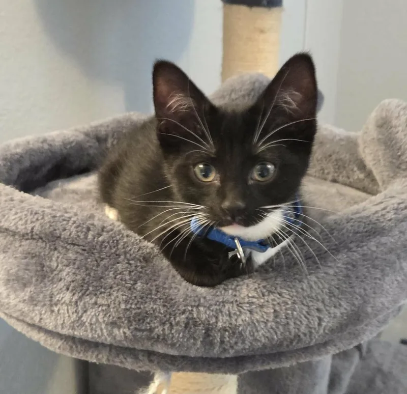 A baby medium-sized male Black & White / Tuxedo Domestic Short Hair cat named Kid for adoption in Sedalia, CO