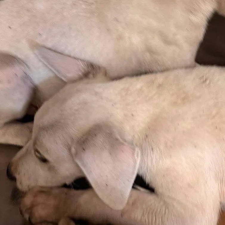 A baby small-sized female White / Cream Cattle Dog dog named Daze for adoption in Austin, TX